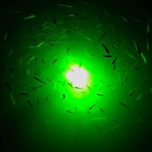 ไฟตกหมึก ATTACKER LED FISHING LIGHT Waterproof 5 M. (สีเขียว)