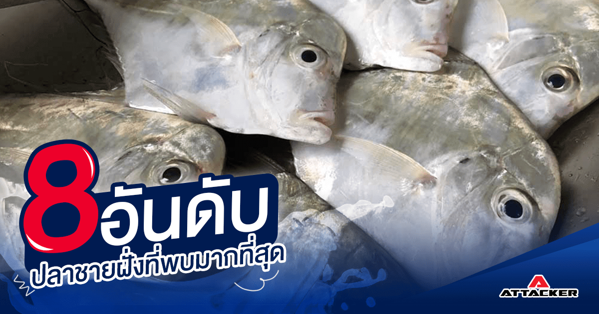 8 อันดับปลาชายฝั่งทะเลที่นักตกปลามักพบเจอมากที่สุด