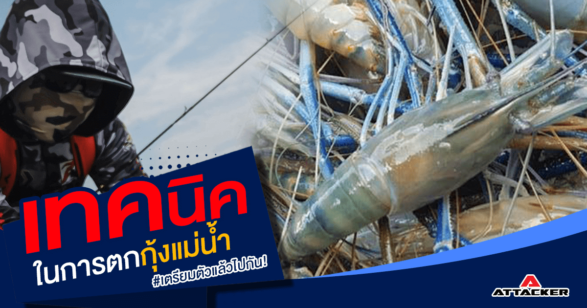 เทคนิคในการตกกุ้งแม่น้ำ