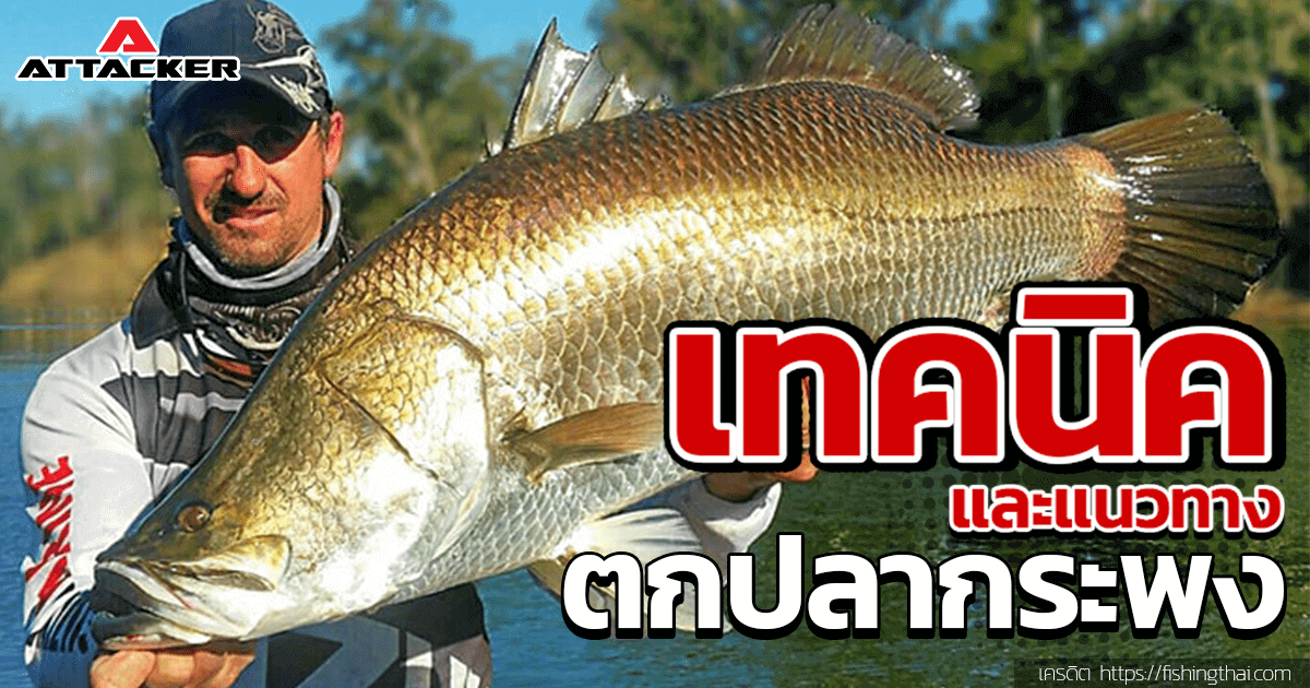 เทคนิคการตกปลากระพง