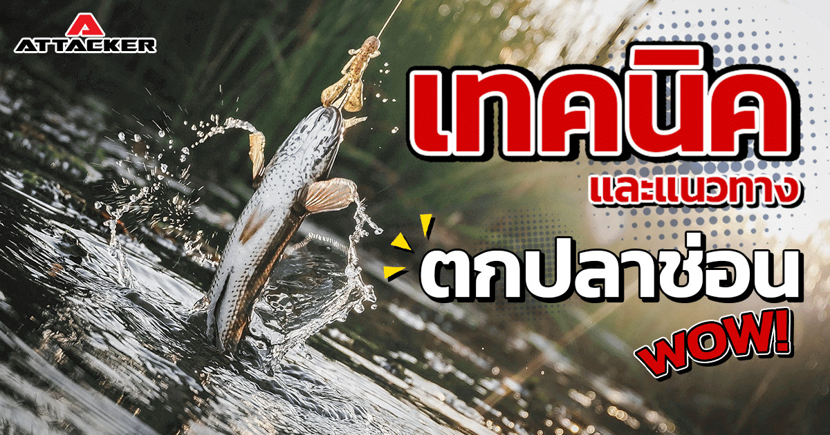 เทคนิคและแนวทางในการตกปลาช่อน