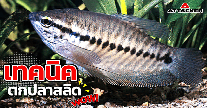 เทคนิคการตกปลาสลิด