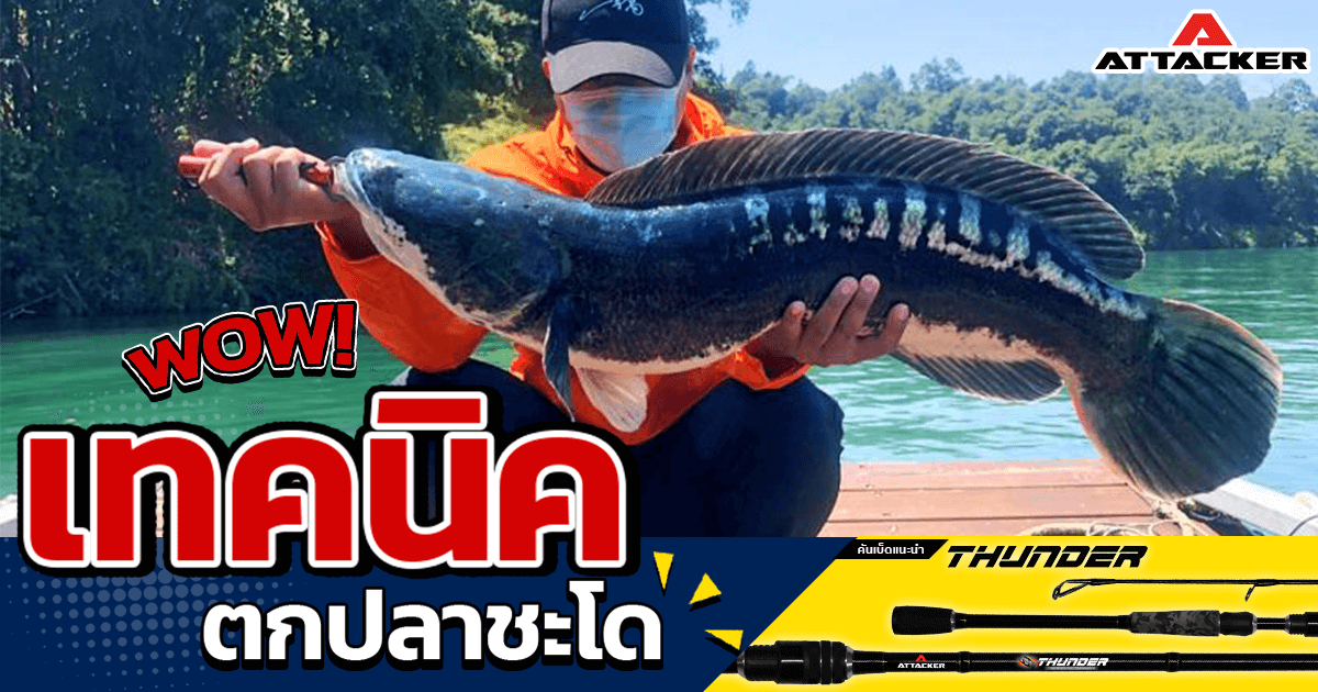 เทคนิคการตกปลาชะโดด้วยเหยื่อสด
