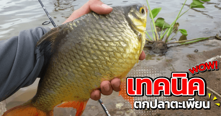 เทคนิคการตกปลาตะเพียน