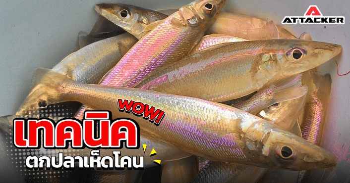 เทคนิคการตกปลาเห็ดโคน