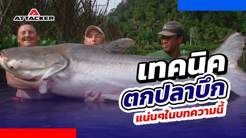 แนวทางและเทคนิคในการตกปลาบึก
